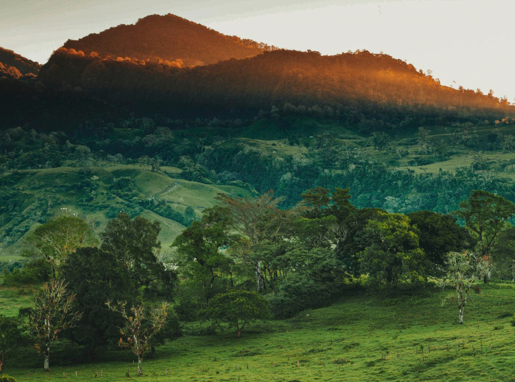 Peet's Panama Don Bosco is a single origin small batch dark roast against a backdrop of the sun setting on a mountain in Panama